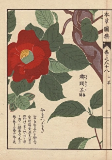 Crimson Japanese mountain camellia, Yama tsubaki Crimson Japanese mountain camellia, Yama tsubaki