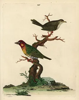 Crimson-throated barbet and unknown warbler Crimson-throated barbet and unknown warbler