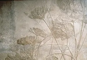 Crinoids Print: Lower Jurassic Era Echinoderms