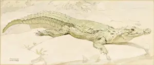 Raymond Sheppard Prints: Crocodile