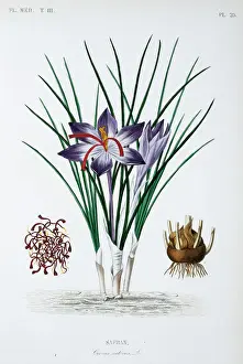 Saffron Crocus Prints: Crocus sativus, saffron