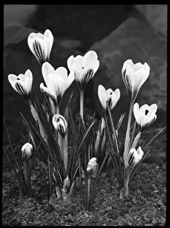 Crocus Versicolor Print: White petals with purple stripes