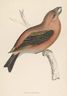 British Wildlife Images Online Prints: Crossbill (Morris)