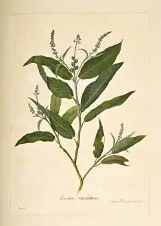 Dicotyledonous Flowering Plants Prints: Croton compressus