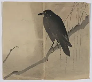Prints of Crow on a willow branch. Print shows a crow or raven perched on a branch in a willow tree. Date between 1868 and 1900 Crows And Jays Prints: Crow on a willow branch Print, Late 19th Century