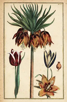 Crown imperial lily, Fritillaria imperialis, and tulips Crown imperial lily, Fritillaria imperialis, and tulips