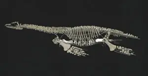 Jurassic Period Marine Life Prints: Cryptoclidus eurymerus