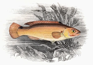 Ctenolabrus rupestris, or Goldsinny Wrasse Ctenolabrus rupestris, or Goldsinny Wrasse
