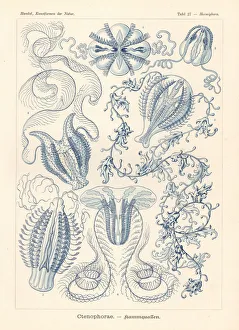 Ctenophora or comb jellies Ctenophora or comb jellies