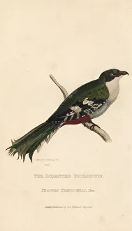 Cuban trogon or tocororo, Priotelus temnurus Cuban trogon or tocororo, Priotelus temnurus