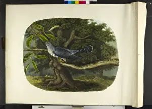 Cuckoo Bird Prints: The cuckoo Cuculus canorus