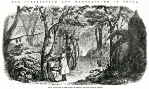 Cultivation and manufacture of cocoa 1855 Cultivation and manufacture of cocoa 1855