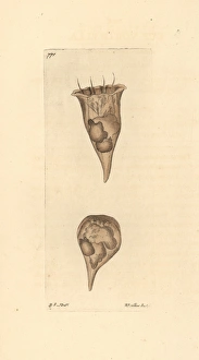 Cup vorticella, Vorticella cyathus, ciliate protozoan Cup vorticella, Vorticella cyathus, ciliate protozoan