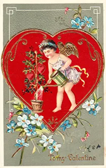 Cupid watering red hearts on a Valentine postcard Cupid watering red hearts on a Valentine postcard