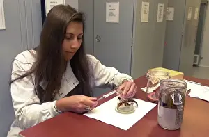 Curator checking zoological specimens Print