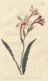 Curled-leaved tritonia with crimson and white Curled-leaved tritonia with crimson and white