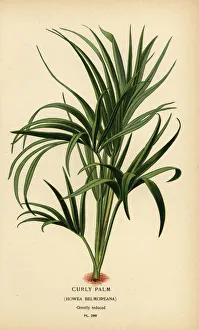 Curly palm, Howea belmoreana. Vulnerable Curly palm, Howea belmoreana. Vulnerable