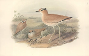 Cursorius cursor, cream-coloured courser Cursorius cursor, cream-coloured courser