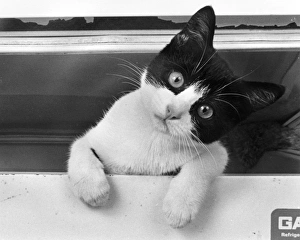 Cute kitten looking straight at the camera Cute kitten looking straight at the camera