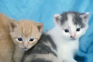 Cute Animal Pictures Prints: Two cute kittens