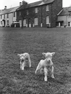 Cute Sheep Prints: Two Cute Lambs