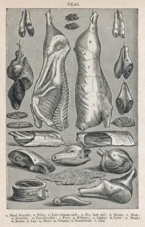 Veal Cuts Print