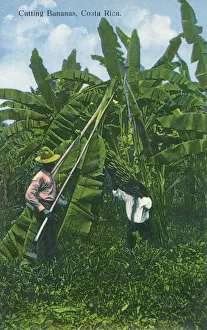 Cutting Bananas down from their tree - Costa Rica Cutting Bananas down from their tree - Costa Rica