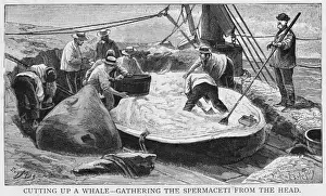 Historical Marine Life Images Prints: Cutting up a Whale