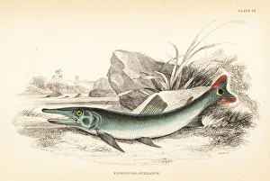Cuvier's pike-characin, Boulengerella cuvieri Cuvier's pike-characin, Boulengerella cuvieri