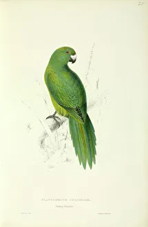 Cyanoramphos unicolor, Antipodes parakeet Cyanoramphos unicolor, Antipodes parakeet