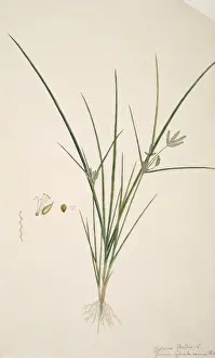 Nineteenth Century Botanical Art Prints: Cyperus sp. sedge