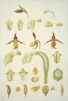 Cypripedium calceolus, Ladys slipper orchid Cypripedium calceolus, Ladys slipper orchid