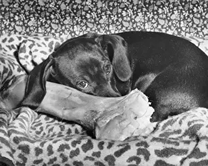 Funny Dog Pictures Prints: Dachshund with a large bone