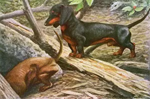 Prints of Two Dachshunds in the woods one burrows as the other looks on Date: 20th century Working Prints: 20th Century Print of Two Dachshunds in the Woods