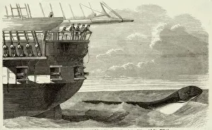 Prints of Marine creature sighted from HMS Daedalus in the south Atlantic between the Cape and St Helena : the creature passes under the stern of the ship (picture 2 of 3) Daedalus Prints: Daedalus Sea Serpent Print