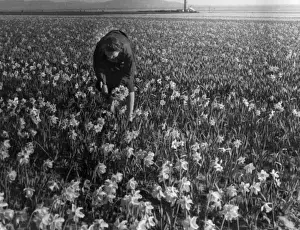 Woman Picking Flowers Prints: Daffodil Field