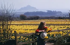 Daffodil Fields Print, St Michaels Mount, Cornwall