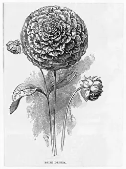 Dahlia Varieties Prints: DAHLIA
