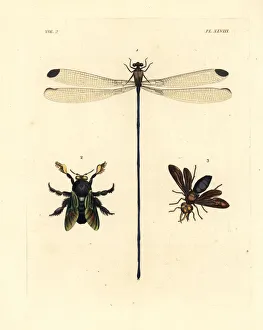 Damselfly, carpenter bee and potter wasp Damselfly, carpenter bee and potter wasp