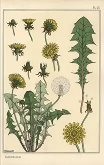 Prints of Dandelion botanical study.. Lithograph with pochoir (stencil) handcoloring from Eugene Grassets Plants and their Application to Ornament, Paris, 1897 Eugene Grasset Prints: Dandelion Botanical Study Print, 1897