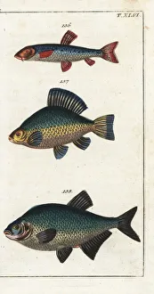 Danube gudgeon, crucian carp and bream Danube gudgeon, crucian carp and bream