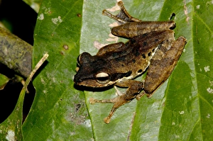 Dark-eared Tree Frog is hides among giant leaves Dark-eared Tree Frog is hides among giant leaves