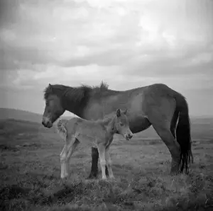 Dartmoor Ponies Prints: Dartmoor ponies, Devon