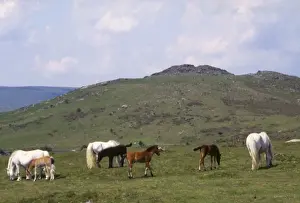 Dartmoor Ponies Prints: Dartmoor ponies at Sharp Tor, Devon