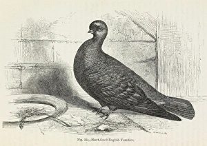 Darwins Pigeons, Short-faced English Tumbler Darwins Pigeons, Short-faced English Tumbler