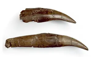 Cretaceous Period Fossils Prints: Daspletosaurus teeth