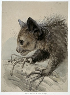 Daubentonia madagascariensis, aye-aye Daubentonia madagascariensis, aye-aye