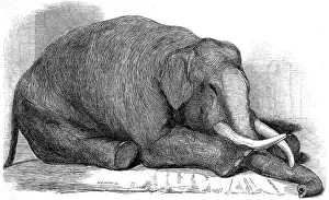 Dead Elephant at London Zoo, 1847 Dead Elephant at London Zoo, 1847