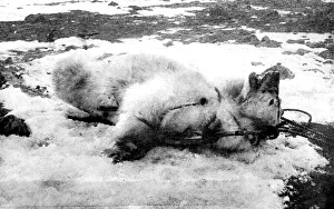 Dead Polar Bear, Franz Josef Land, 1896 Dead Polar Bear, Franz Josef Land, 1896