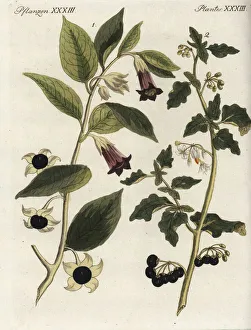 Deadly nightshade and black nightshade Deadly nightshade and black nightshade
